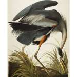 “Audubon’s Aviary: The Complete Flock” at the New York Historical Society